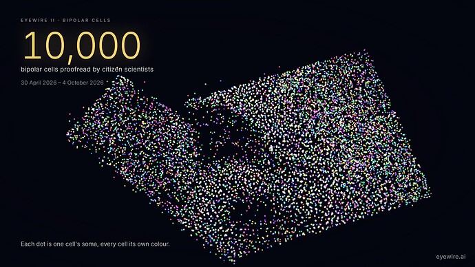 10k_cells_random_color_eyewire2